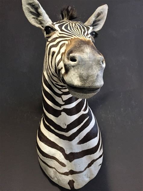 taxidermy zebra head